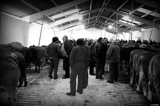 Mercado de ganado