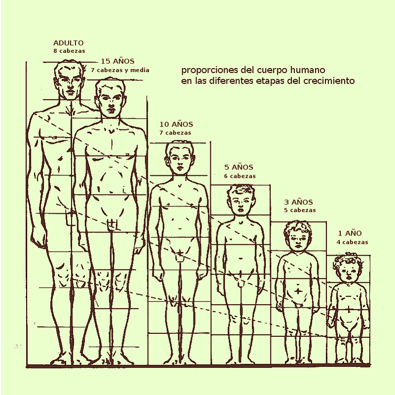  Proporciones del cuerpo humano en las diferentes etapas del crecimiento