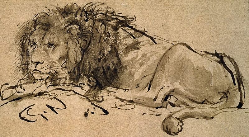 A Lion Lying Down.Rembrandt