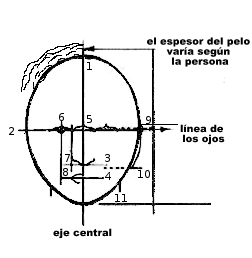 Esquema proporciones del rostro