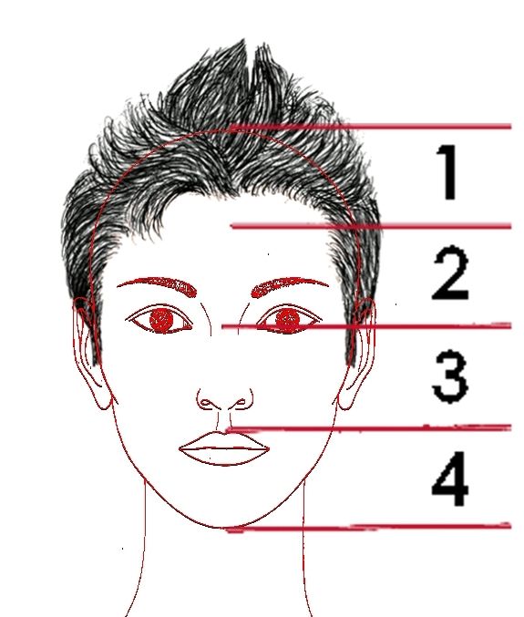 . La proporción en el rostro. | . La proporción en el rostro. |