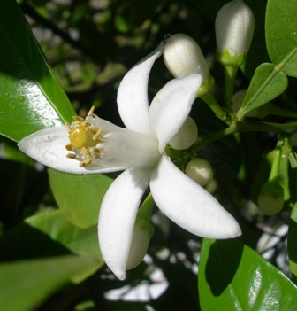 azahar en flor